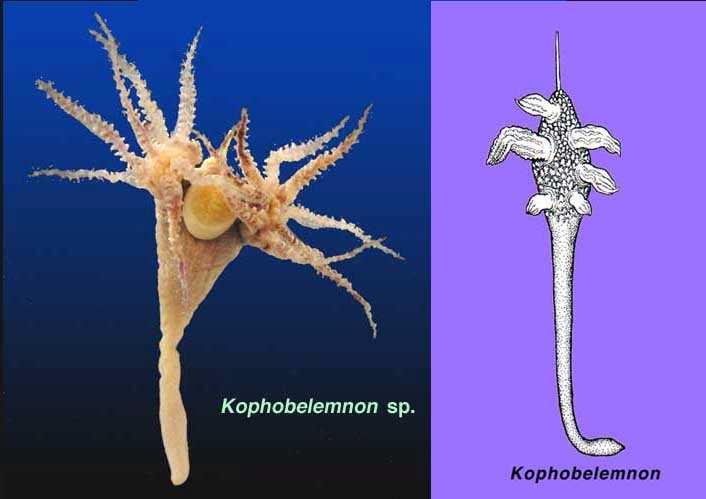 Sessiliflorae - KOPHOBELEMNIDAE - 3 generi e 18 specie Si tratta di una famiglia diffusa solo nei fondi molli dei mari del bacino Atlantico e del