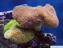 coralloides, invece, assomiglia al Corallium rubrum e il suo nome si riferisce proprio a questa somiglianza;