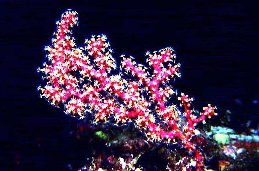 mediterraneo è Parerythropodim coralloides (10-50 cm di altezza), comunemente denominato alcionario parassita