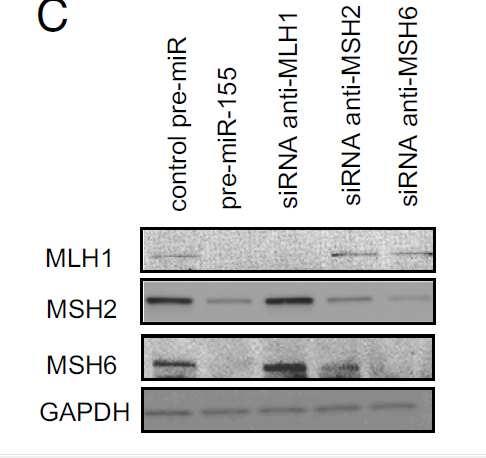 Overexpression of mir-155 decreases the