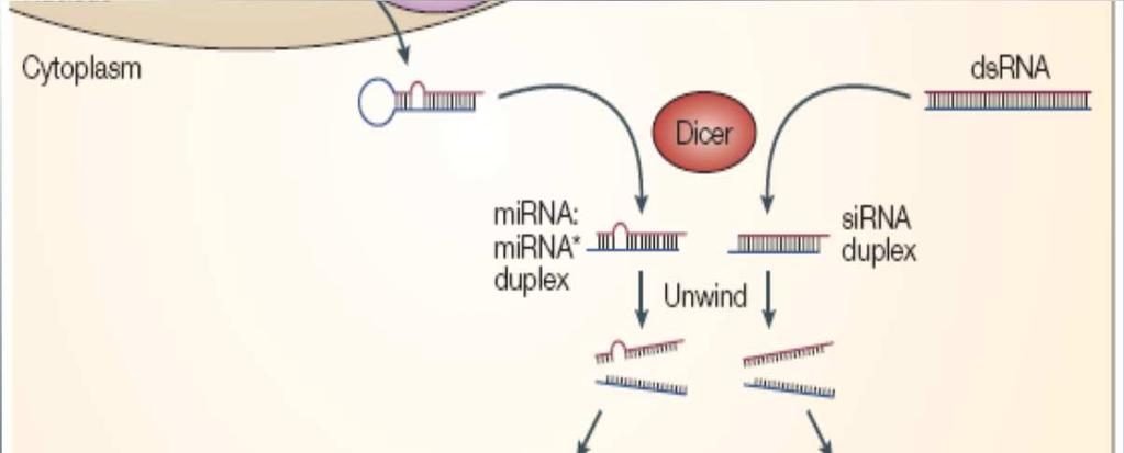 cleavage mirnas enter the