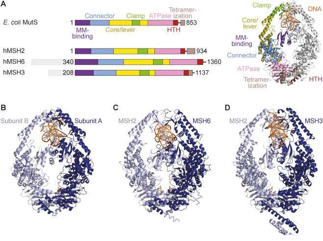 MutS proteins E.Coli MutS human MutSα bound to a GT mismatch MutSβ bound to a 3-base del Flora S.