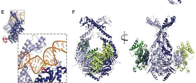 The MutS sliding clamp bound to the N-terminal domain of MutL (green) Mismatch