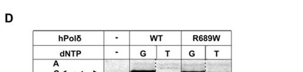 highly error-prone DNA polymerase template C