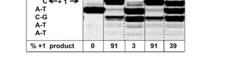 insertion incubate the enzymes and the