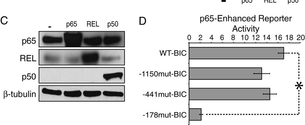 of the transcription start site BMC Molecular Biology