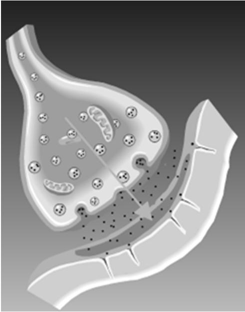 Nella sinapsi normale i neurotrasmettitori sono rilasciati dalla pre-sinapsi e agiscono sulle membrane della post-sinapsi.