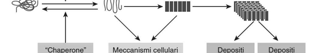 MISFOLDING E