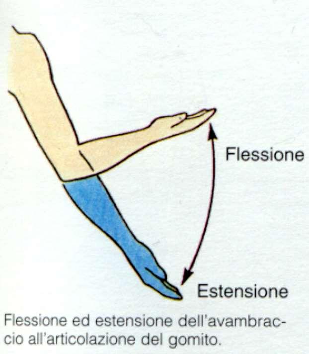 Il gomito è capace di movimenti di: Flessione ed estensione: Flessione: riduce l angolo articolare e