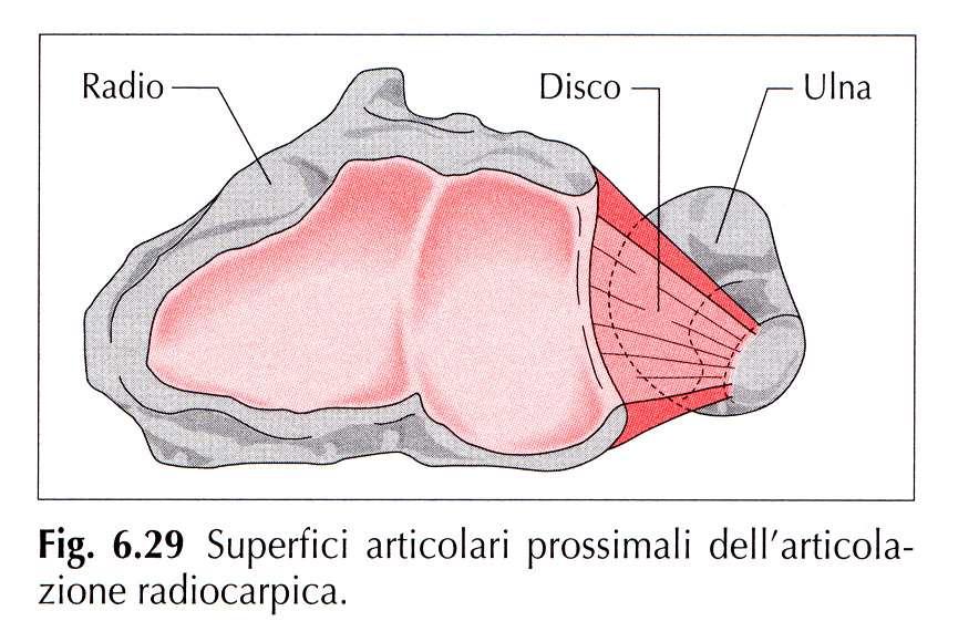 Il legamento triangolare evita potenziali conflitti fra l ulna e le ossa del