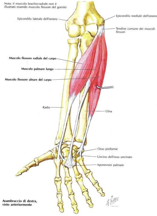 Flessore radiale del carpo Palmare lungo Flessore ulnare del carpo Azione: flettono l articolazione radiocarpale,