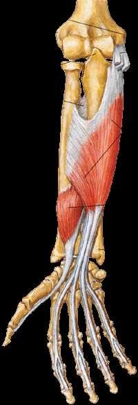 Secondo strato flessore superficiale delle dita Azione: flette le