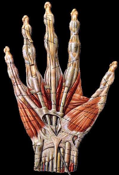 Muscoli della mano Gruppo laterale-eminenza tenar (4) Abduttore breve del pollice Flessore