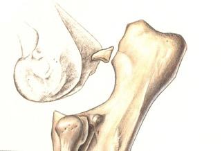 Anatomia P.A. si forma dal IV nucleo di ossificazione dell ulna Diventa