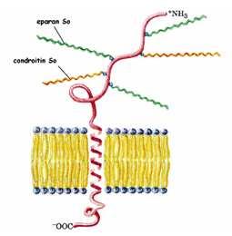 PG integrale di membrana Il betaglicano ed il sindecano fungono da co-recettori:legano