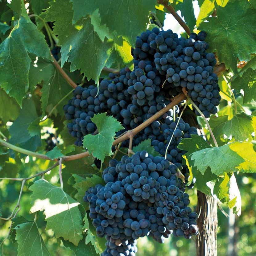 Chi cerca il marchio, trova un tesoro. Il marchio Romagna da Gustare testimonia la provenienza dei prodotti tipici del territorio romagnolo.