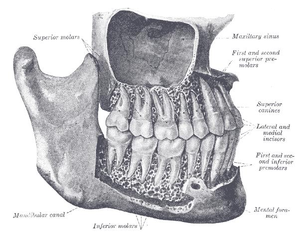 premolari, 3 molari Dentizione decidua