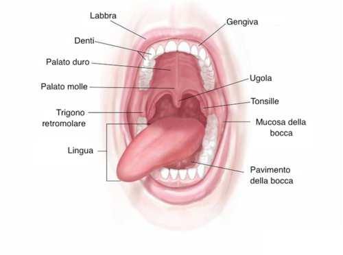 della bocca Cavità