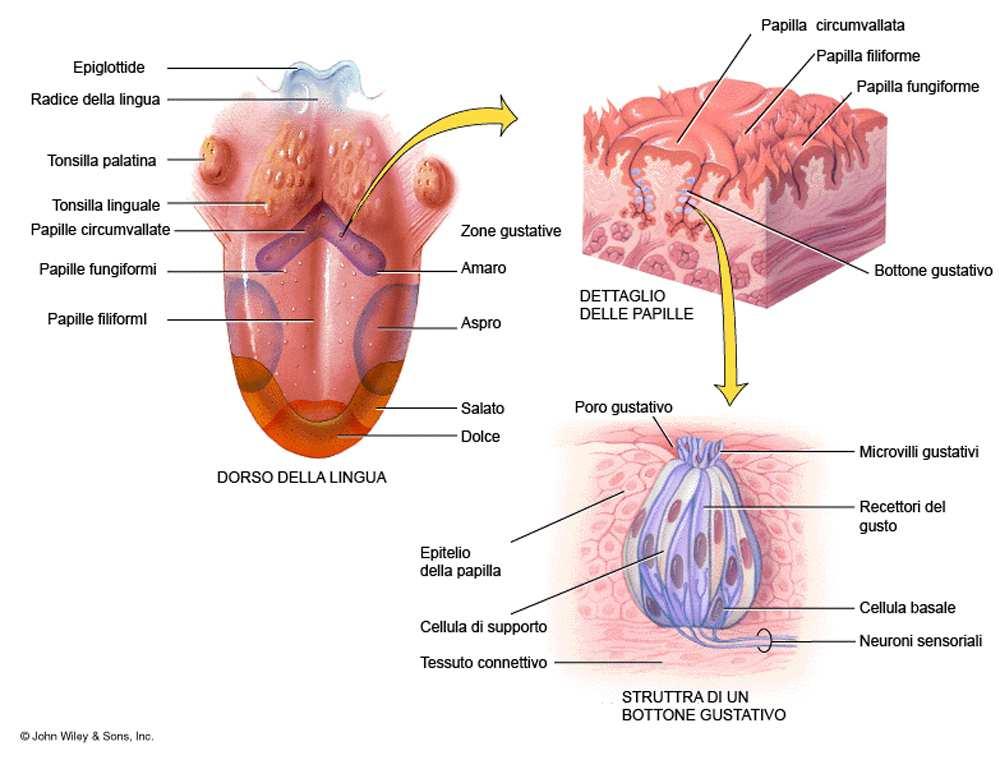 Calici gustativi 49 Organi del gusto Tipi di cellule cellule gustative polarizzate cellule