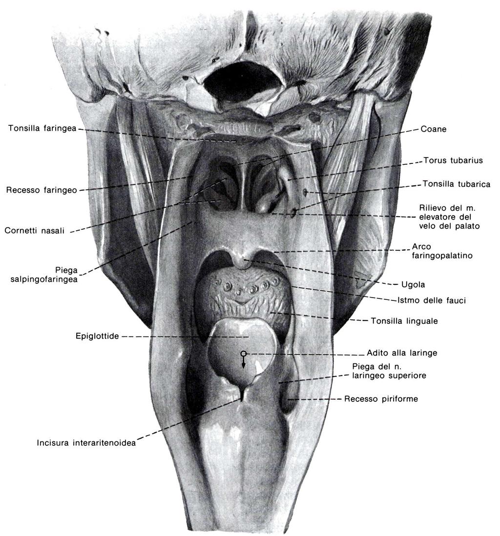 CONFORMAZIONE DELLA FARINGE 60 PARTE ANTERIORE coane istmo delle fauci parte posteriore della laringe PARTE POSTERIORE Spazio retrofaringeo (connettivo lasso) PARTI LATERALI