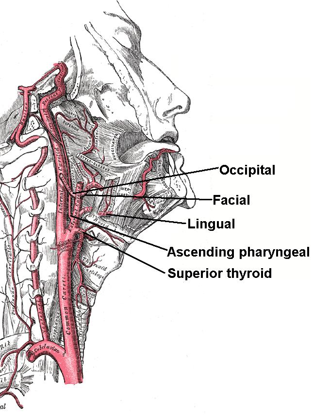 61 Vasi e nervi Arterie: FARINGEA ASCENDENTE palatina ascendente tiroidea superiore Vene: plesso intramurale