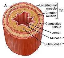 72 Struttura dell esofago Struttura: tonaca mucosa tonaca sottomucosa tonaca muscolare striata terzo