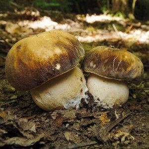 Due splendidi esemplari di porcino nero (Boletus aereus) Il fungo crea simbiosi con alcuni alberi del bosco Il micelio secondario può svilupparsi per molti metri e vivere per anni.