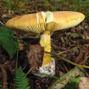 Un ovulo buono (Amanita caesarea) (foto M. Bisso) Come il porcino si tratta di una specie simbionte.