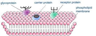 La membrana cellulare La membrana cellulare è l involucro che racchiude la cellula e controlla il movimento delle