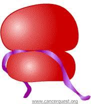Le proteine sono il costituente fondamentale delle cellule anticorpi