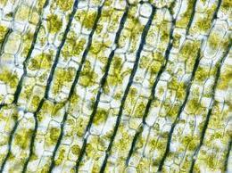 La parete cellulare La parete cellulare è un organulo proprio della cellula vegetale, cui