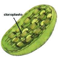 I cloroplasti Sono organuli verdi presenti nelle