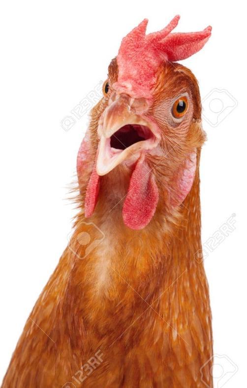 É ORA DI FARSI SENTIRE Le anatre depongono le loro uova in silenzio, le galline invece schiamazzano impazzite.