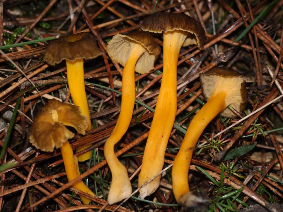 Figura 7. Cantharellus lutescens (Pers. : Fr.
