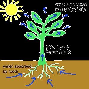 ASSORBIMENTO E RISALITA DELL ACQUA NELLE PIANTE Il passaggio dell acqua all interno della pianta