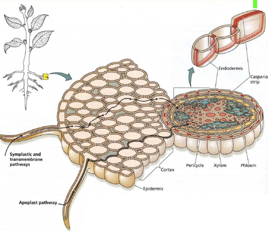 intracellulare, attraverso il protoplasto penetra nei tessuti xilematici e si crea un flusso continuo verso l alto: