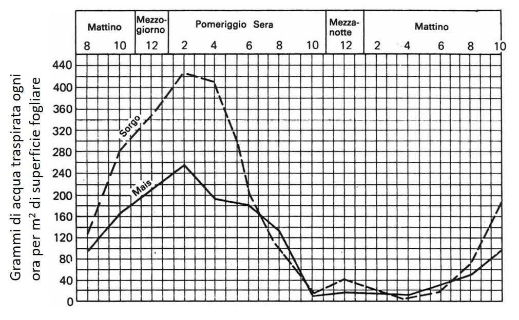 INTENSITÀ DI TRASPIRAZIONE in condizioni di buon rifornimento idrico aumenta fino alle