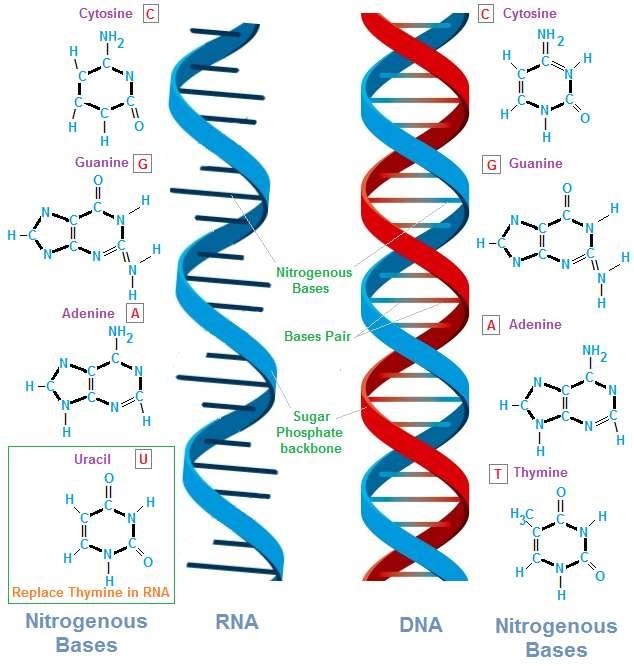 Attualmente non è però l RNA a dominare il mondo dei viventi ma.