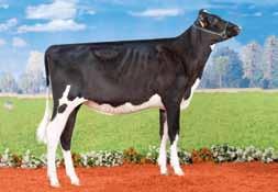 na: But Sar 87 VG86 2 03-10 305g 14769kg 3,32%g 3,22%p Fantasy All.Mei Sharpe GPFT +3475 IES 879 Att.