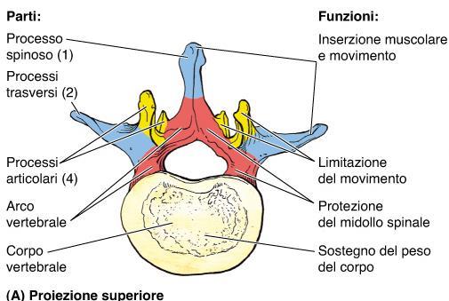 FZ processi articolari Processi