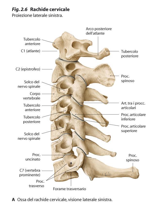 Vertebre CERVICALI C3-C7 Disposizione delle faccette articolari sui processi articolari nelle vertebre