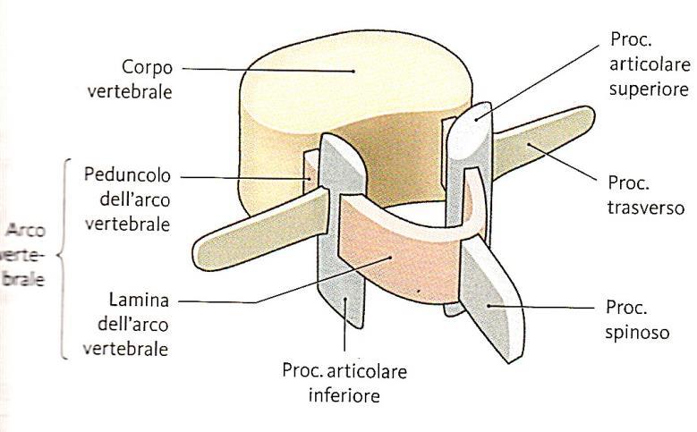 Struttura dell