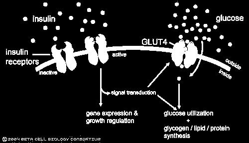 GLUT4: trasportatori del glucosio al muscolo Raggiungono la massima concentrazione in corso di ipertiroidismo per azione diretta della T3 Il pool intracellulare