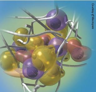 nel tessuto adiposo Effetti dell insulina sul tessuto adiposo aumenta i depositi di glucosio aumenta l espressione della lipasi riduce la lipolisi Ipertiroidismo determina insulino resistenza