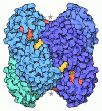 Eccesso di ormoni tiroidei aumentata gluconeogenesi alterata secrezione di insulina riduzione della glicogeno sintesi riduzione della leptina aumentata clearance