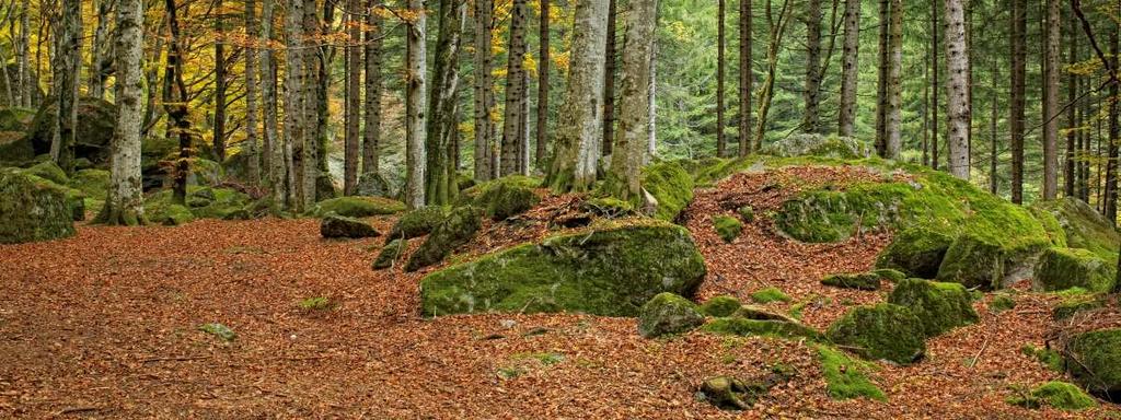 Paesaggio I lavori forestali in amministrazione diretta: chi li esegue