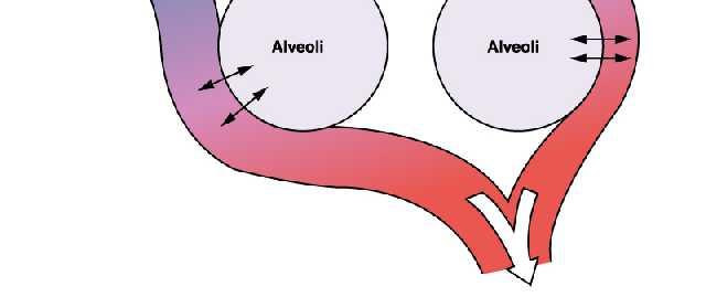 Il grado di arterializzazione del sangue dipende principalmente dal rapporto tra ventilazione alveolare V A