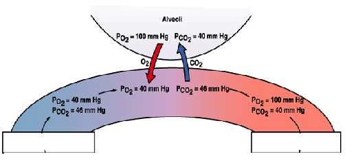 D P = differenza di p del gas tra alveolo e sangue A = area della superficie di scambio D = coefficiente di