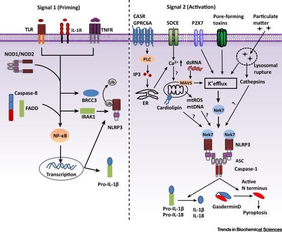 A two signals model for NLRP3 inflammasome activation Mechanism