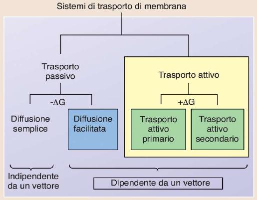 MEMBRANE BIOLOGICHE gradienti e movimenti Nella diffusione semplice ed in quella facilitata non c è consumo di energia,